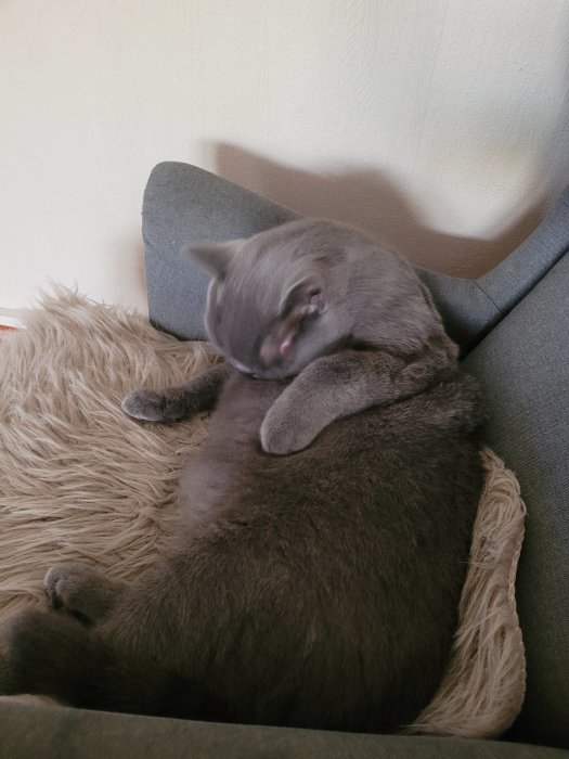 Grå katt som sover på en plyschig kudde på soffan.