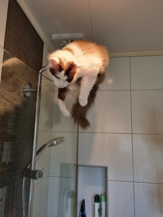 Katt balanserar ovanpå en duschstång i ett badrum.