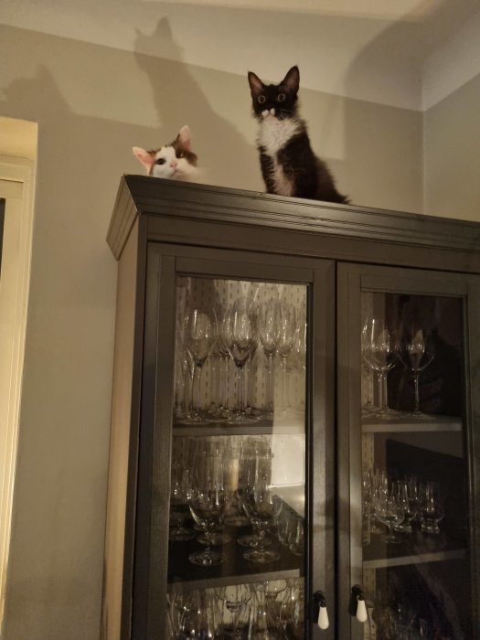 Två katter på toppen av ett glasvitrinskåp, tittar ner med skuggor på väggen.