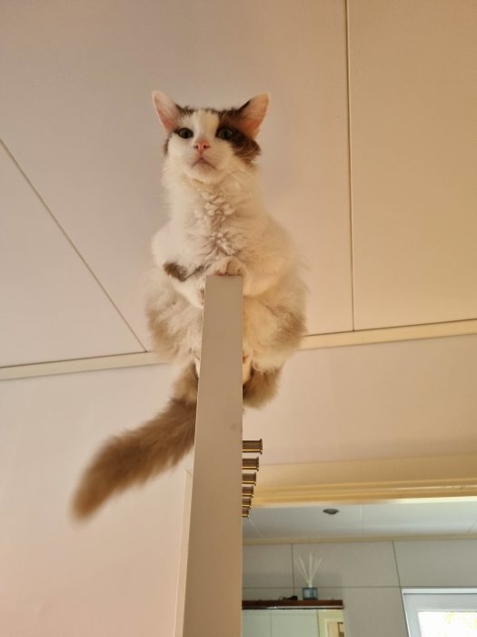 En katt som sitter överst på en dörr, ser ner mot kameran med ett fundersamt uttryck.