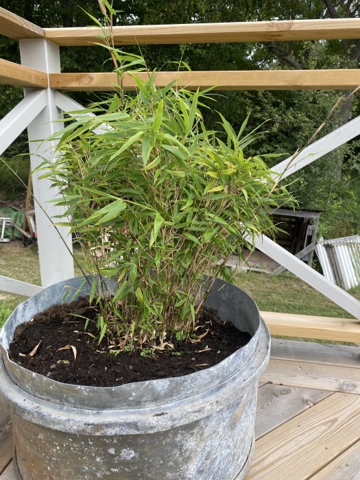 Växt i zinkhink på trädäck med byggmaterial och grönska i bakgrunden.