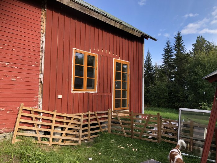 Renoverad stuga med nya Sunnerbo fönster, otillfärdig gles panel och en hund.