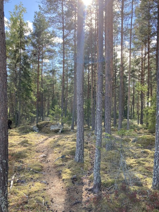 Skogsparti med tallar, mossbeklädd mark och en stig belyst av solljus genom trädtopparna.