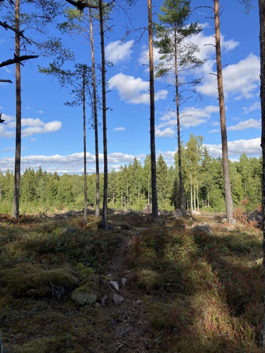 Solsken genom höga tallar på en stig i skogen med mossig mark och spridda stenar.