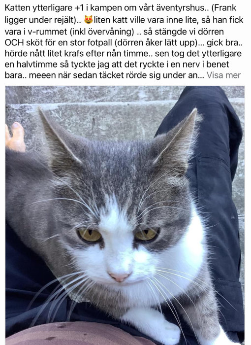 Grå och vit katt med gula ögon tittar upp, delvis täckt av ett svart tyg.