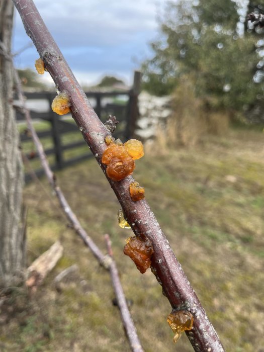 Närbild av en gren med kåda som droppar mot en suddig bakgrund av en trädgård.