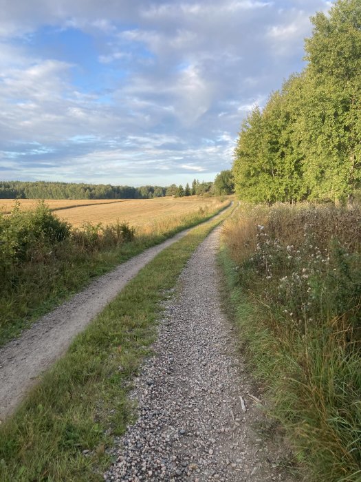 Grusväg genom landsbygd med fält och skog vid sidan under ljus himmel.