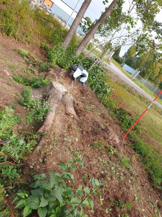 Rensning i trädgården med ett stort avhugget träd, uppgrävda plantor och en häck i bakgrunden vid sidan av en väg.