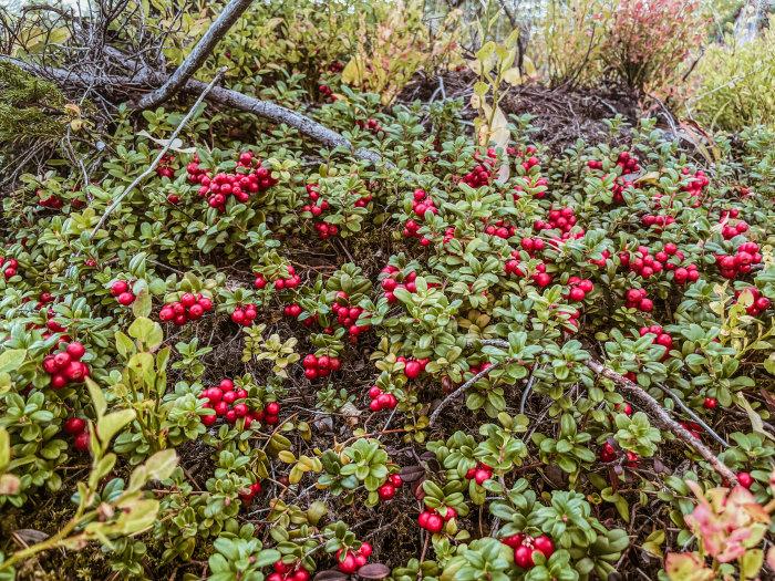 Röda lingonbär i fokus bland gröna lingonris och löv i skogsmiljö.