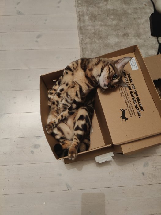 Bengalkatt som ligger på rygg i en kartong och tittar upp mot kameran.