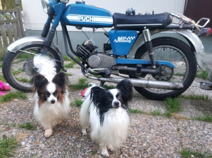 Två hundar framför en blå Puch M50 Racing moped, parkerad utomhus.