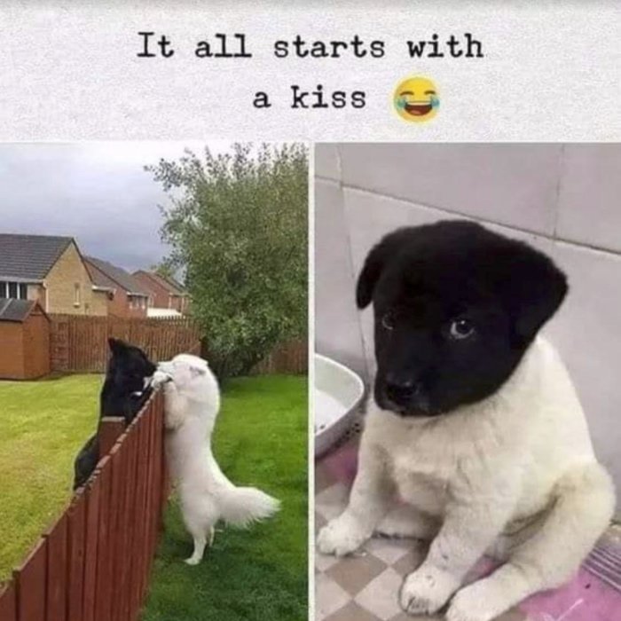 Två hundar kysser varandra över ett staket och en svartvit hundvalp sitter inomhus.