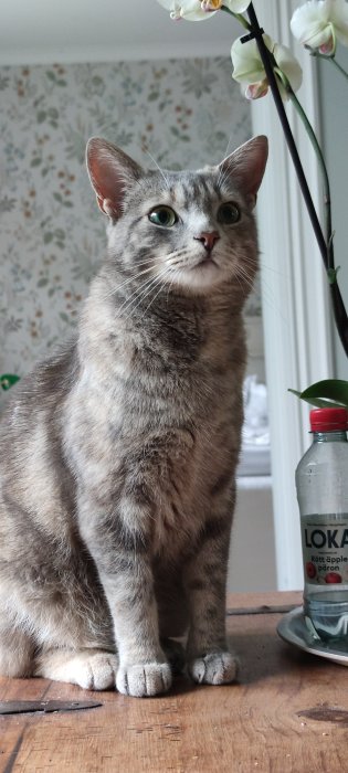 Katt sitter och tittar uppmärksamt uppåt med glänsande ögon mot en osynlig fluga.