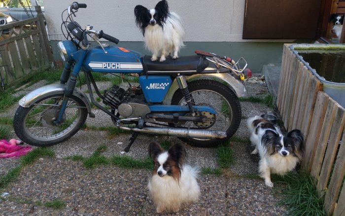 Tre små hundar håller sällskap runt en parkerad blå Puch M.50 Racing moped på en grusgång.