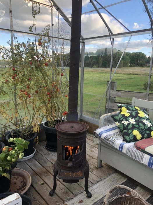 En tänd kamin i ett växthus med sittbänk och tomatplantor.