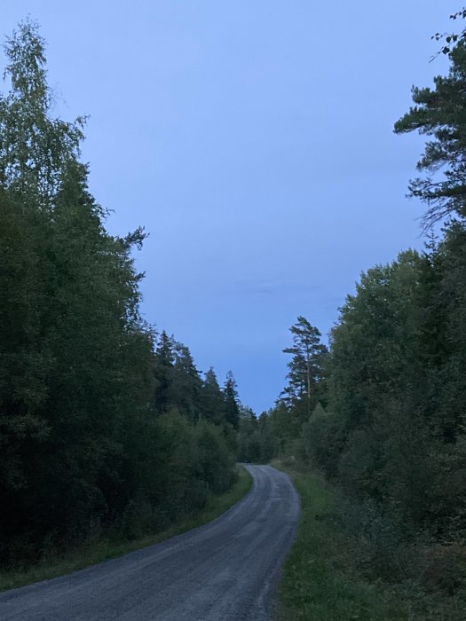 En kurvig grusväg omgiven av tät skog vid skymning.