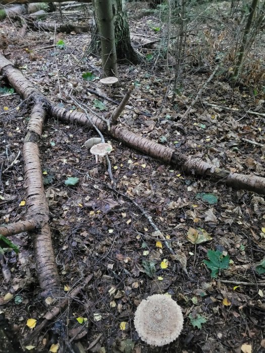 Stora svampar i skogsmark, liknar Stolt fjällskivling, bland löv och fallna trädgrenar.
