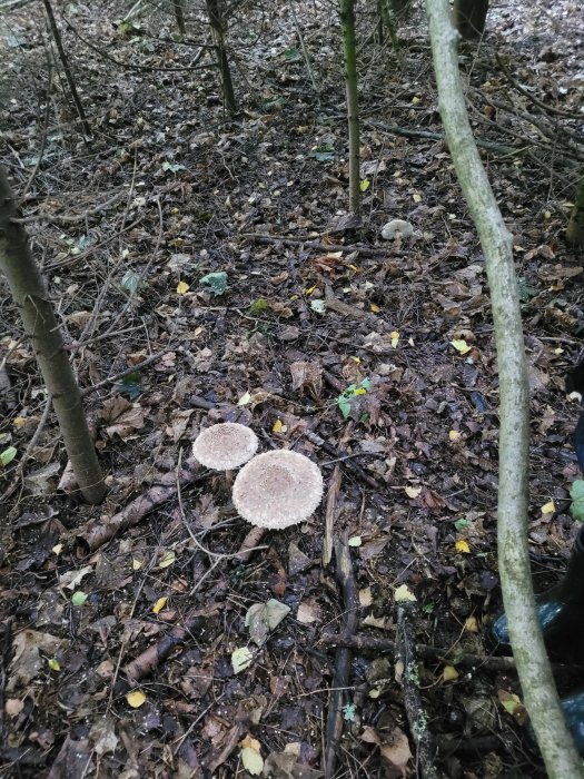 Tre Stolt fjällskivlingar på skogsmark med löv och grenar runtomkring.