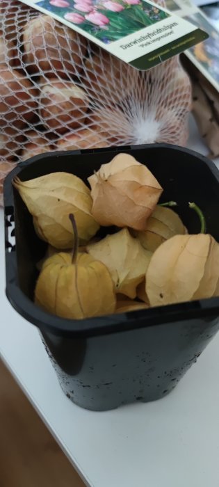 Skål med guldfärgade physalisfrukter, redo att ätas som efterrätt.