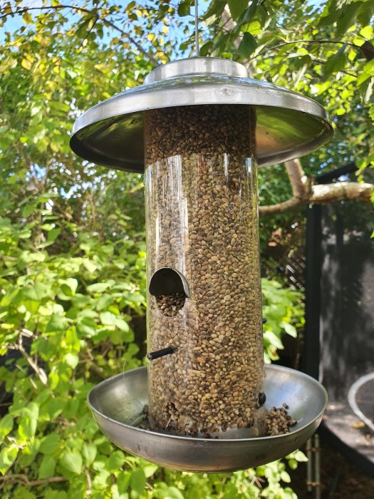 Fågelmatare fylld med hampafrön hängande i en trädgård, omgiven av grönska.