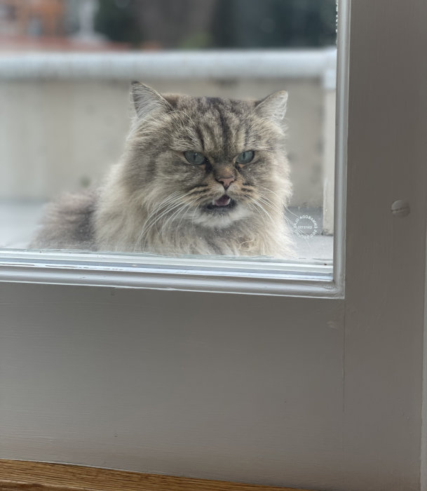 En långhårig katt med ett uttrycksfullt ansikte tittar in genom ett fönster.