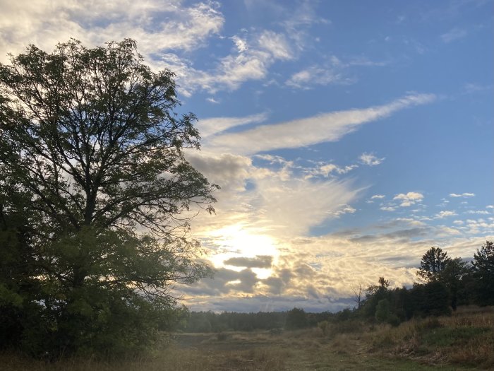 Solnedgång bakom träd med delvis molnig himmel över ett öppet fält.