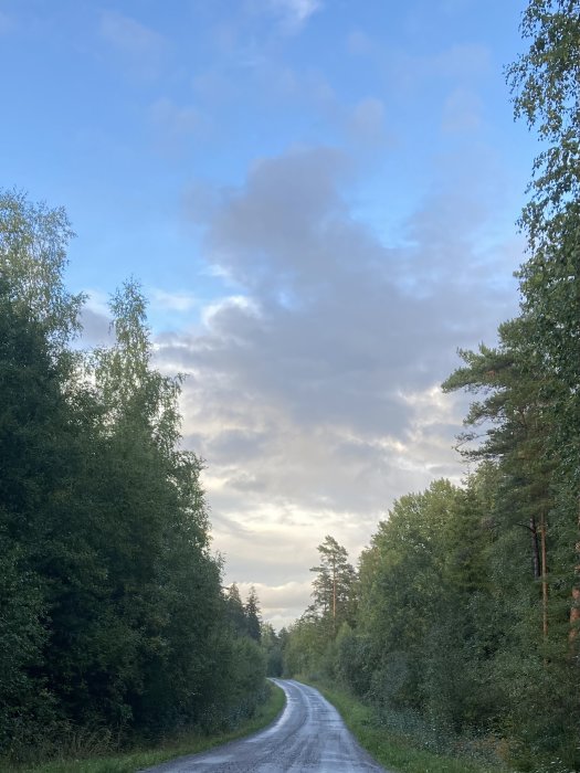 Grusväg omgiven av gröna träd under en molnig himmel vid gryningen eller skymningen.