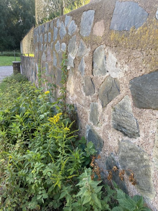 Stenmur med varierande storlekar av stenar och omgiven av gröna växter och örter.