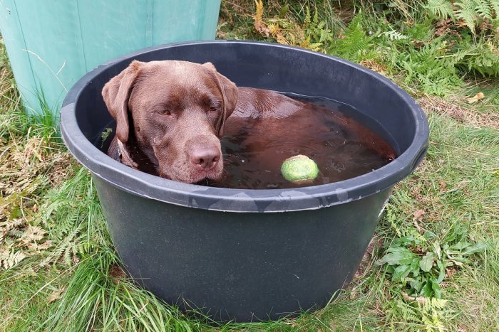 En brun hund badar i en stor svart plastbalja utomhus med en tennisboll.