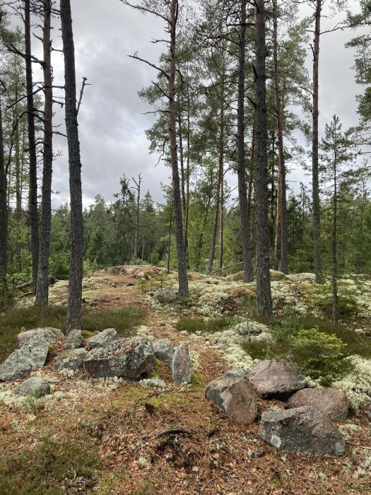 Skogslandskap med tallar, stenar på marken och en stig som leder inåt skogen.