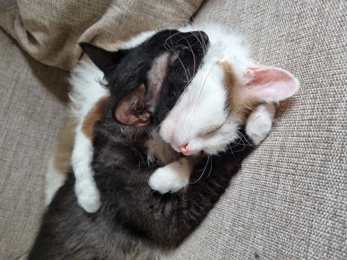 Två katter som kramar varandra på en soffa.