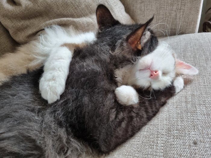 Två kramande katter som myser tillsammans på en soffa.