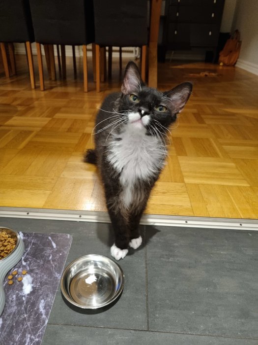 Katt med grå och vit päls står vid en vattenskål och tittar upp mot kameran.