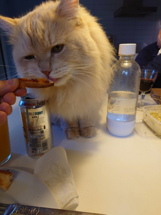 Fluffig katt som äter en bit pizza från en persons hand vid ett köksbord.