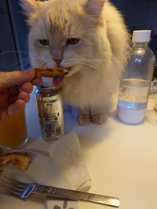 Fluffig katt som slickar på en bit pizzakant med matrester och drycker runt omkring på köksbordet.