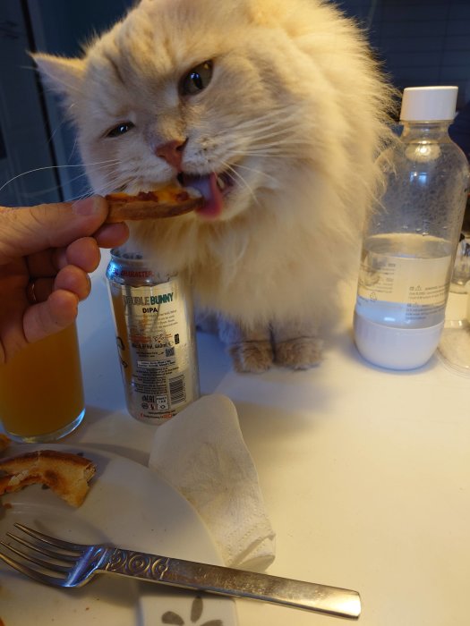 En fluffig katt tuggar på en pizzakant som någon håller fram.