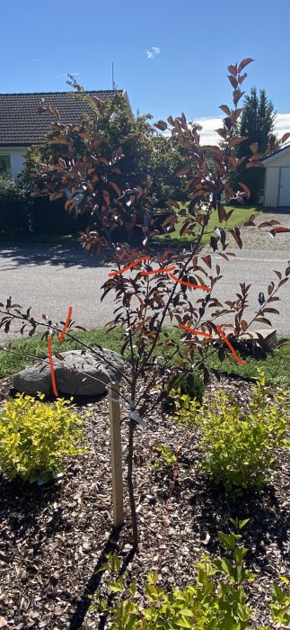 Ungefär 1,5 meter högt prydnadsträd med rödbruna blad, stöttat av en påle, i en trädgård med solsken.