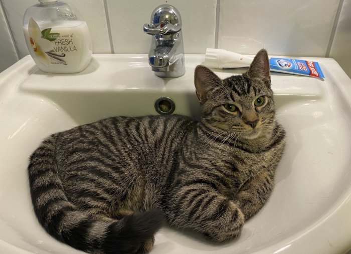 Stripig katt ligger bekvämt i ett litet handfat omgiven av tvålpump och tandkrämstub.