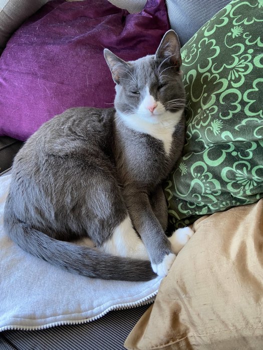 Grå och vit katt som sover på kuddar med slutna ögon, minne av kär ägares bortgångna husdjur.