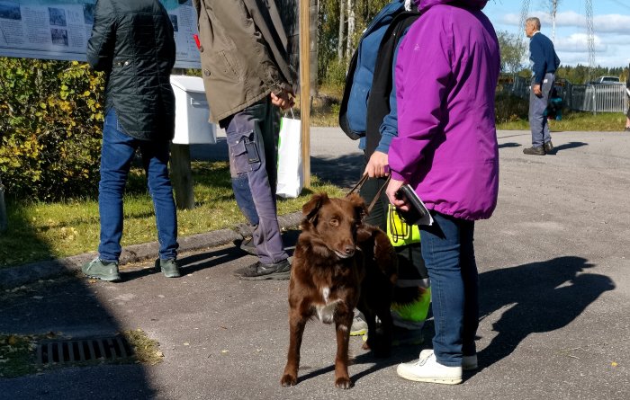 Brun hund med koppel står på en trottoar vid en utomhusevent med personer i bakgrunden.