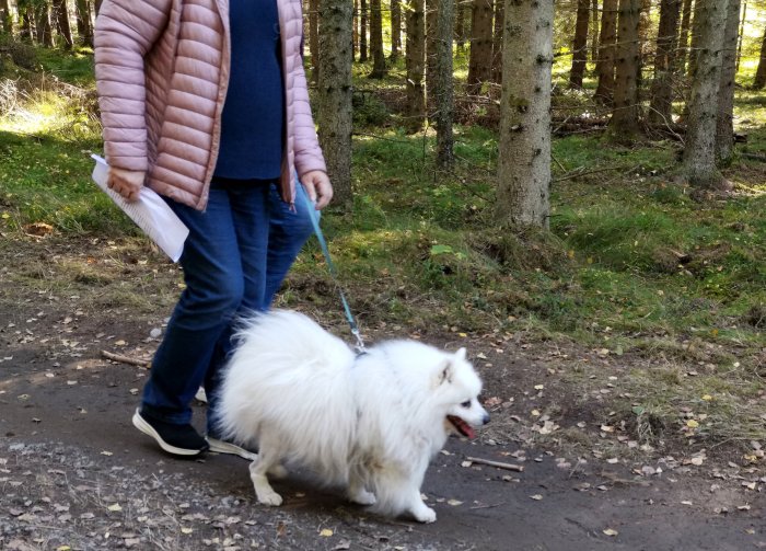 Person promenerar med vit fluffig hund i skogen.