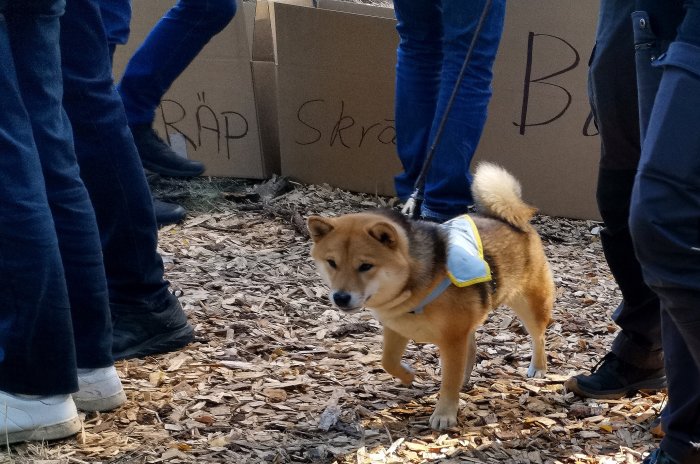 Shiba Inu-hund i sele omgiven av människoben på ett event med flisat underlag.