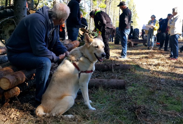 Person klappar en sittande ljusbrun hund framför stockar, med människor och gamla maskiner i bakgrunden.