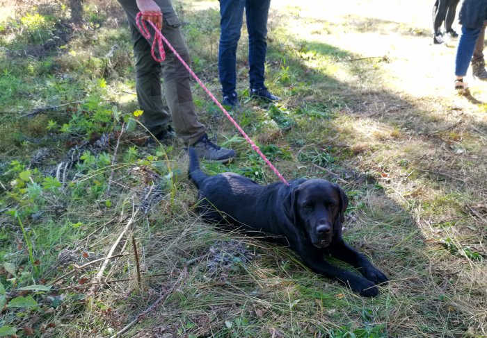 Svart labrador som ligger på marken med rosa koppel och personer delvis synliga i bakgrunden.