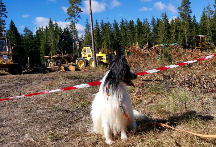 Hund framför avspärrat område med gamla skogsmaskiner i bakgrunden, soligt väder.