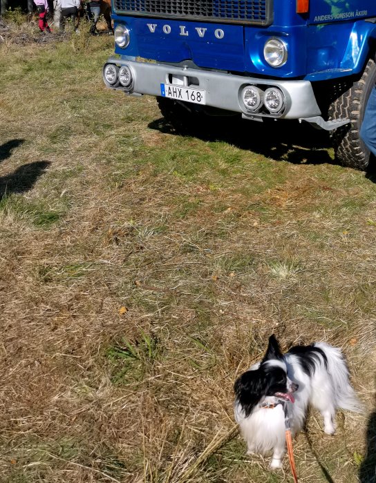 Hund framför en blå äldre Volvo lastbil på ett evenemang med texten "Skogens veteraner".