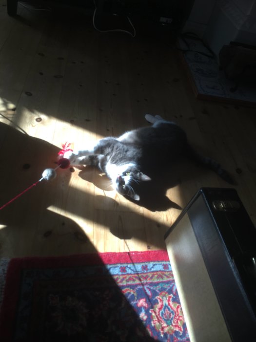 En katt som ligger på rygg på ett trägolv i solljus, bredvid en röd leksak.