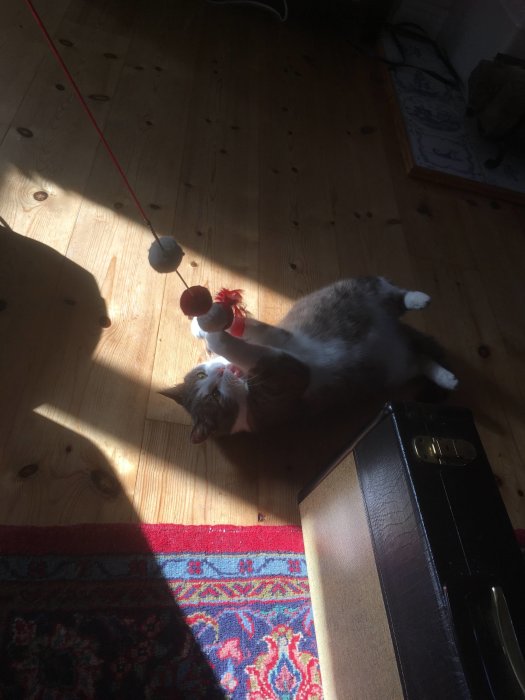 En katt leker med en leksak i solljuset på ett trägolv med en matta och en svart låda i förgrunden.