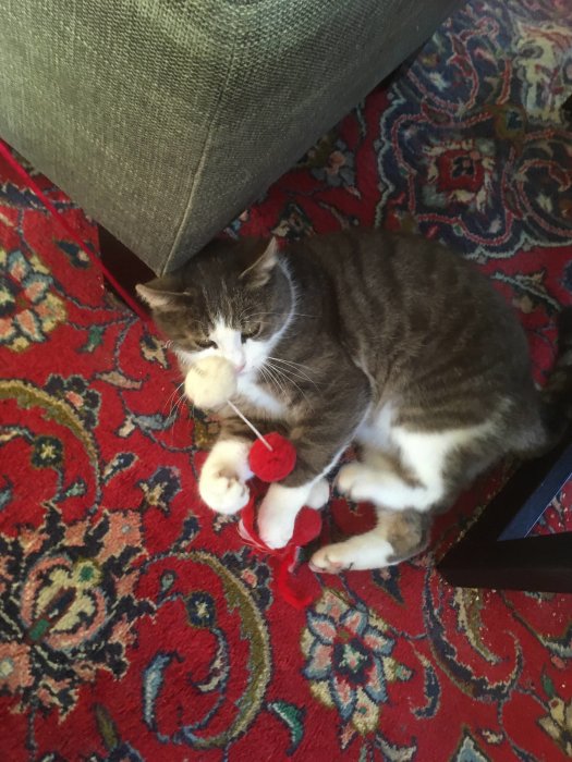 Katt leker med en röd leksak på ett orientaliskt mönstrat mattgolv.