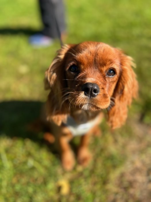 Cavalier King Charles spanielvalp som tittar upp på kameran med oskärpa i bakgrunden.